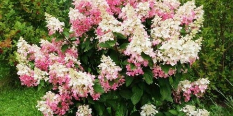 Hydrangea paniculata confetti: sadnja i njega, fotografije, recenzije
